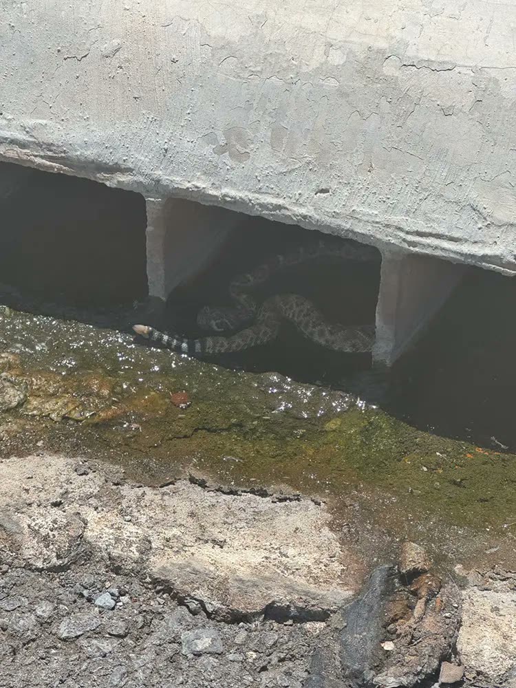 Serpiente localizada en una inspección de fauna nociva