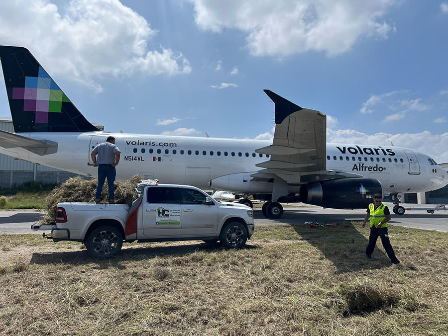 Deshierbe y mantenimiento de áreas verdes en aeropuerto