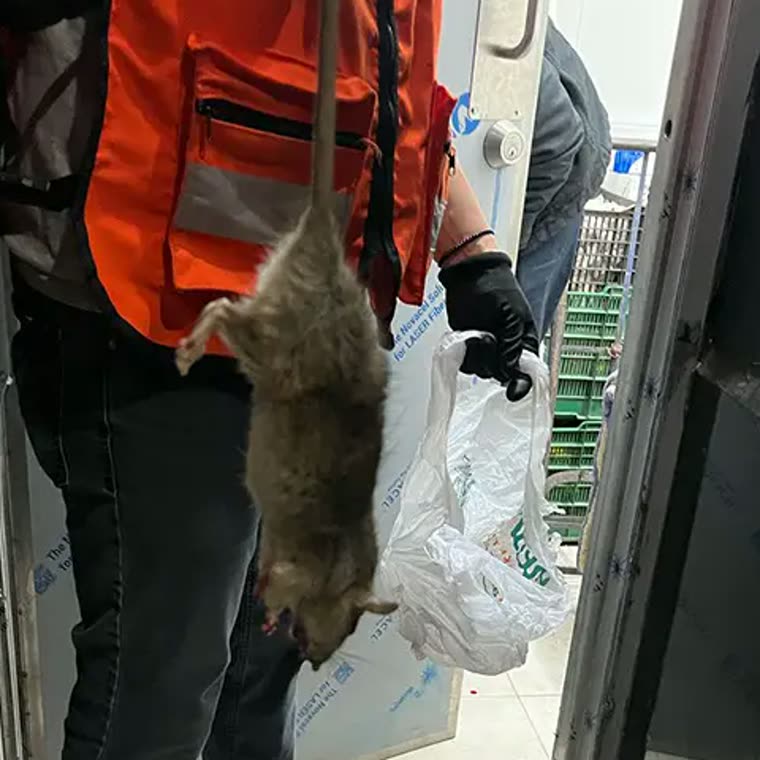 Rata capturada en un servicio de control de roedores